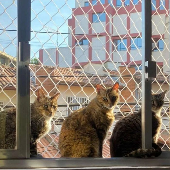 Rede de Proteção para Gatos em Barueri SP